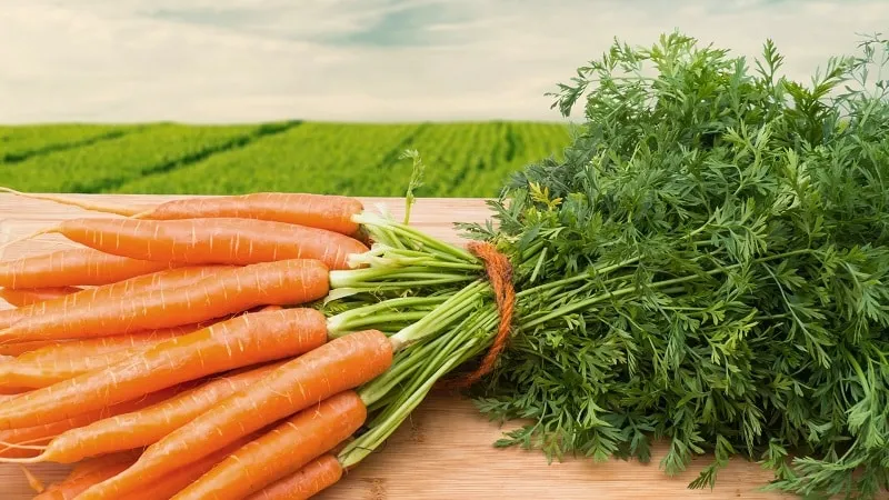 Calories, vitamins, and nutritional value of raw and cooked carrots
