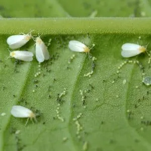 Whiteflies on peppers