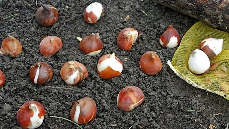When to plant tulips in autumn in open ground
