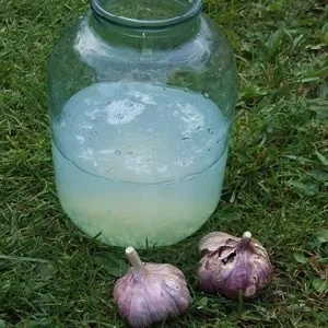 Organic onion treatment