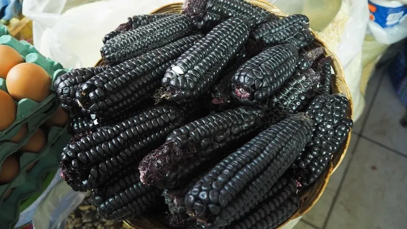 An exotic vegetable with a striking appearance – black corn: properties, culinary uses, and folk medicine applications