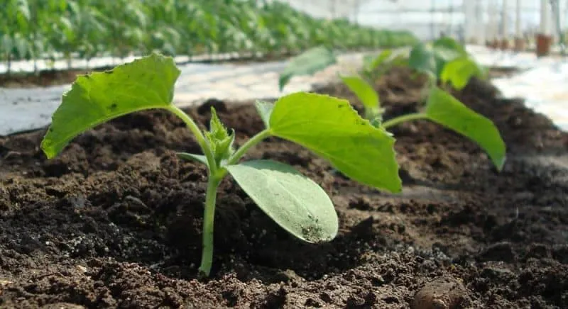 Why cucumbers don't grow in greenhouses and how to effectively solve this problem