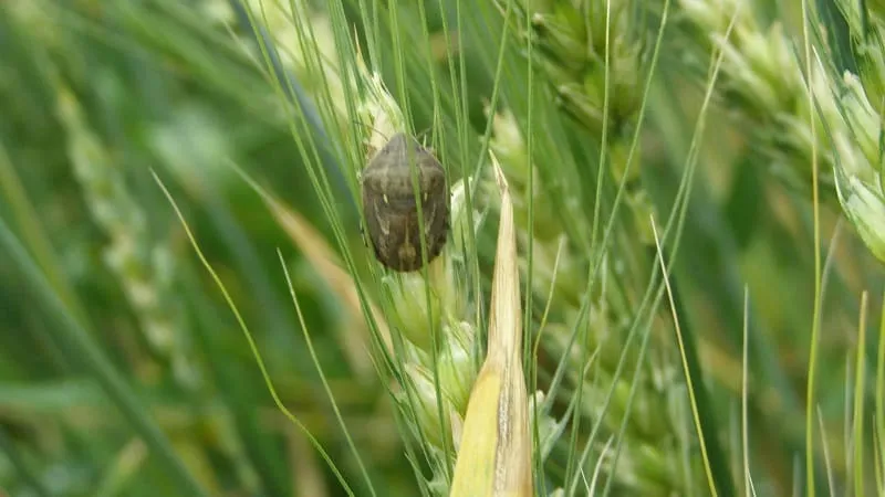 Stink Bug