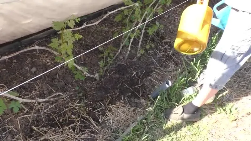 How and what to use for proper autumn grape fertilisation