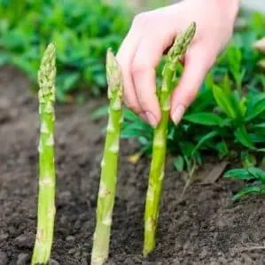 When and how to properly transplant asparagus in autumn
