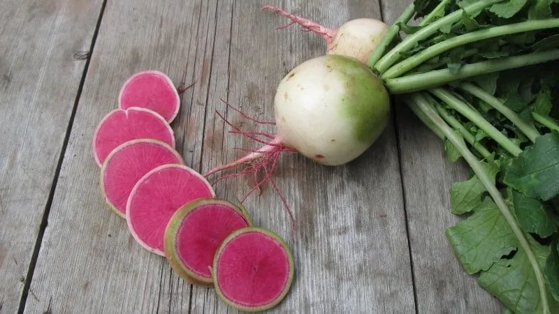 Unusual in appearance and pleasant in taste: the benefits and cultivation of watermelon radish