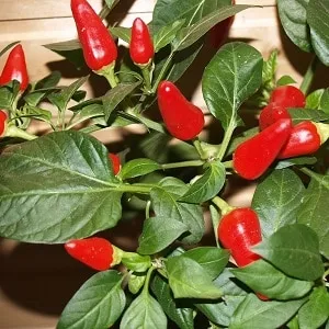 How to grow chili peppers at home on a windowsill: step-by-step guide and secrets from experienced growers