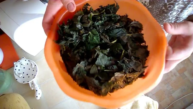 How to ferment raspberry leaves at home
