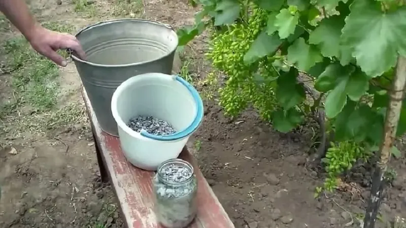 Essential summer grape feeding and application rules