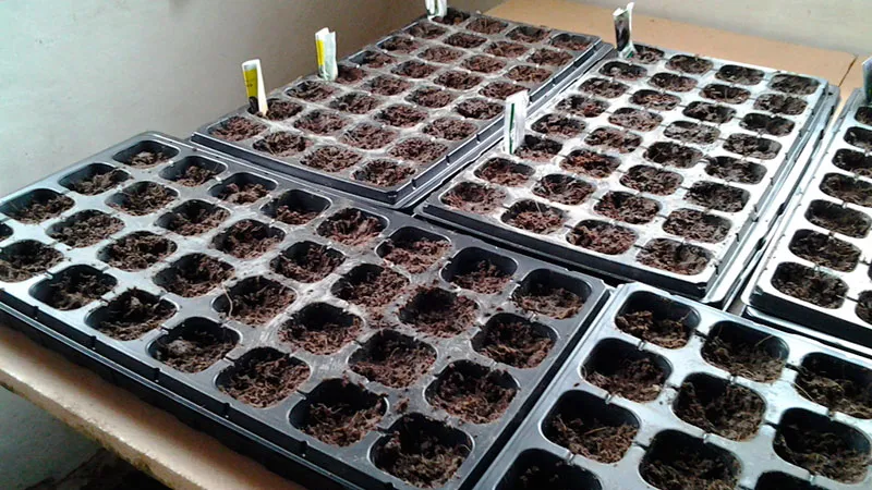 Hardy, versatile, early-ripening tomato 'Druzhok F1': reviews and growing tips
