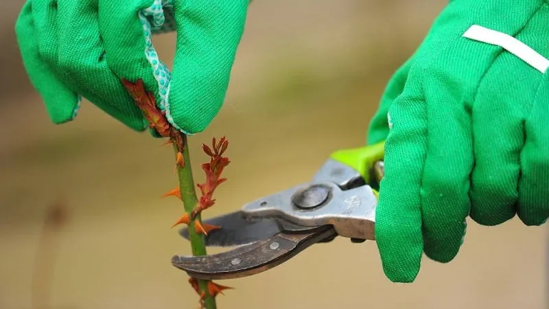 How to properly take rose cuttings in summer (July): step-by-step guide