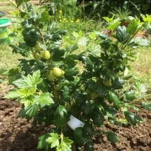Optimal growing conditions for berries: the best soil for gooseberries and how to enrich it properly
