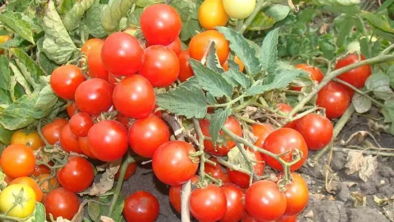 Bright clusters on the bushes - miniature Pinocchio tomatoes: growing in the garden and at home on the balcony