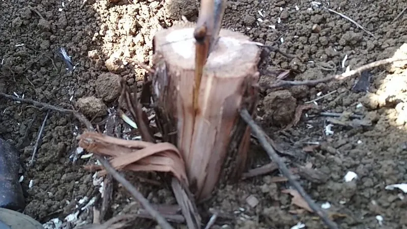 Cleft grafting examples