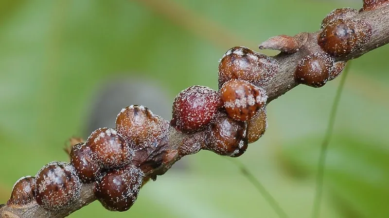 Scale insect on currant