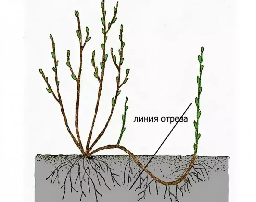 When and how to propagate redcurrants