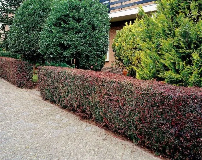 Correct use of barberry in landscape design for maximum aesthetics