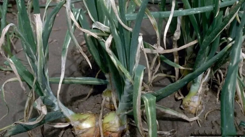 Common onion diseases and how to treat them