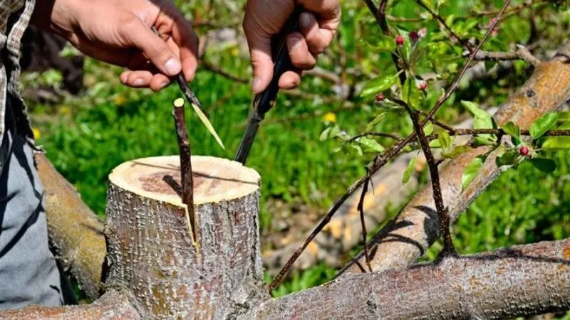 Beginner’s step-by-step guide: how to graft an apple tree in spring