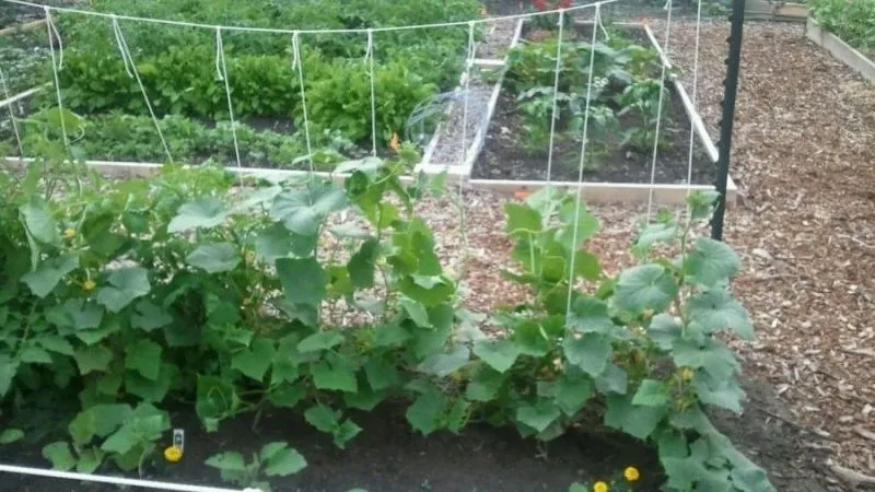 How to properly prune cucumber leaves in a greenhouse and is it necessary?