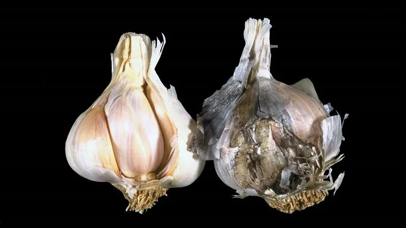 Treating garlic diseases and pests: effective methods and preventive measures