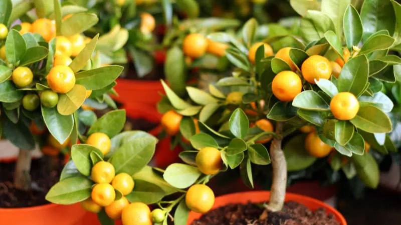 Reasons why tangerine leaves fall and methods to save the plant