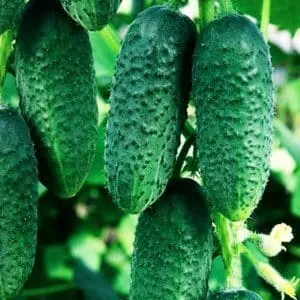 Why cucumbers don't grow in greenhouses and how to effectively solve this problem