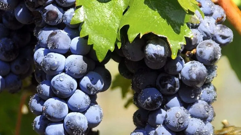 The famous low-calorie grape variety 'Tempranillo'