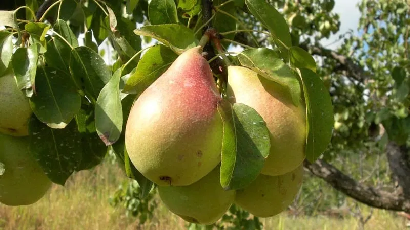 Forest Beauty Pear