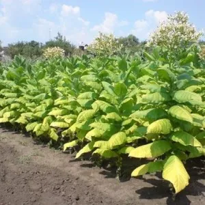 Step-by-step guide on how to grow Virginia 202 tobacco