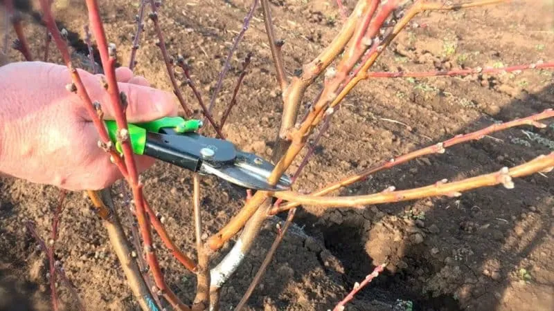 Different methods of peach tree pruning