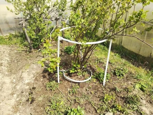 Why supports for currants are needed and how to make them yourself