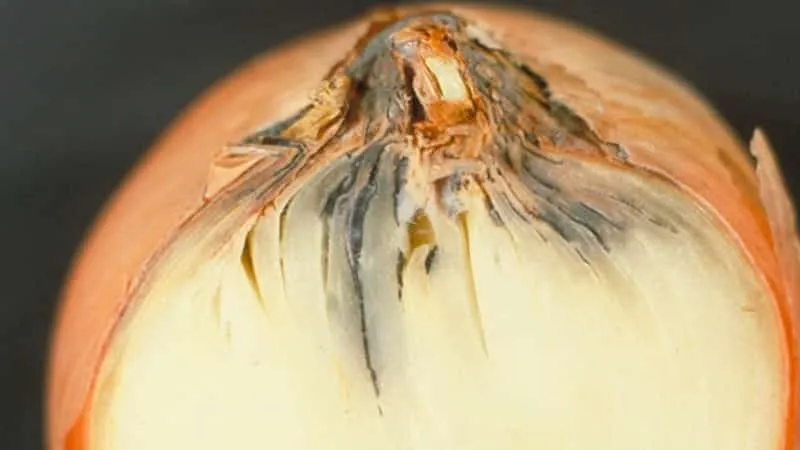 Onion neck rot