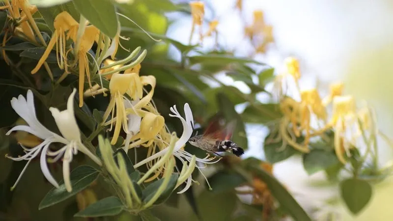 How to Grow Honeysuckle from Berries: Step-by-Step Guide