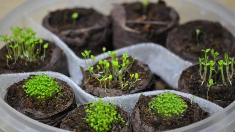 How to grow petunias from seeds at home: sowing seedlings, care, and transplanting into open ground
