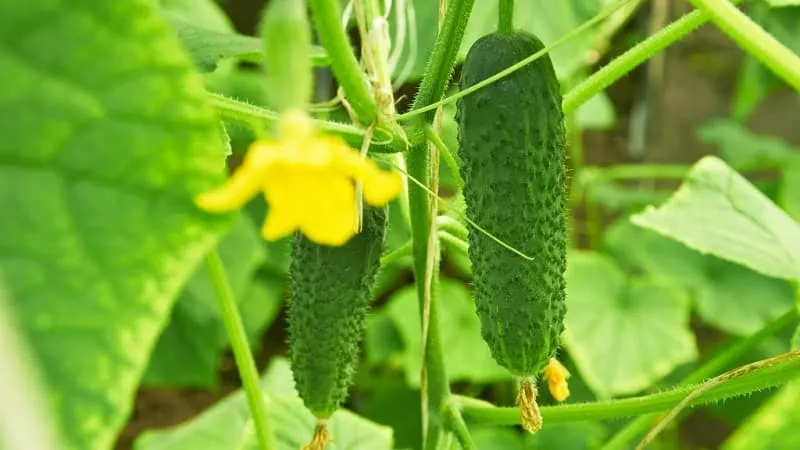 Top 10 self-pollinating cucumber varieties for balconies