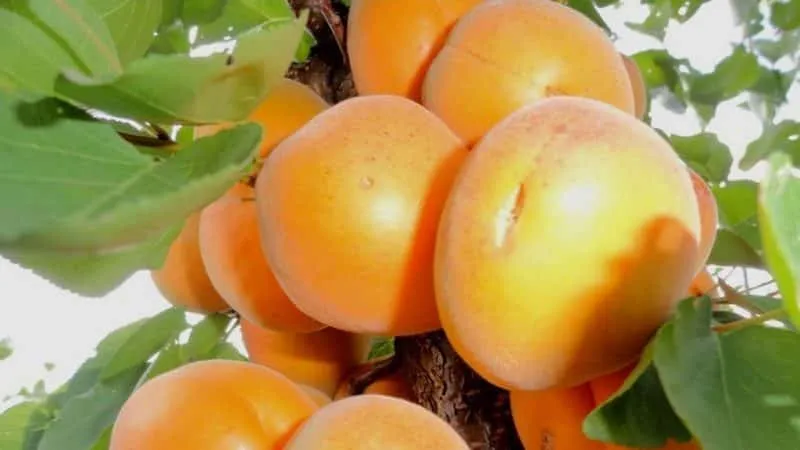 Variety of apricot cultivars for different climates
