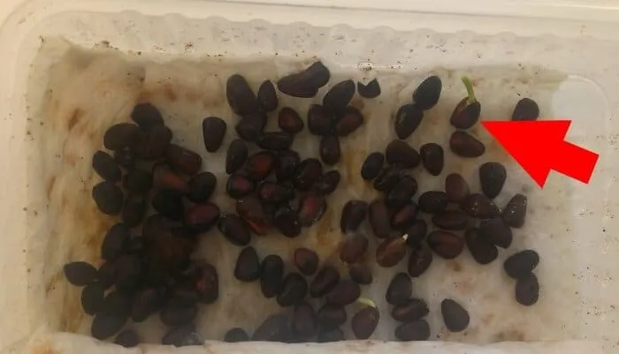 How to germinate pine nuts at home