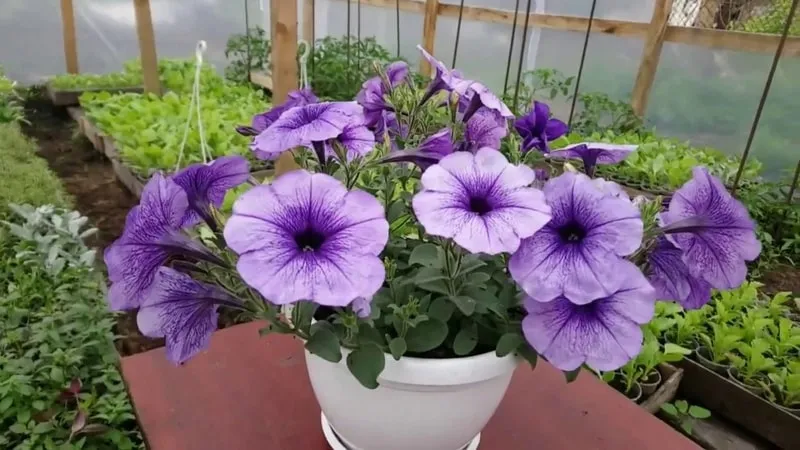 Best Trailing Petunia Varieties and Growing Tips