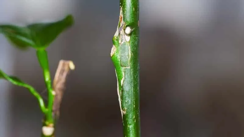 Bud grafting a lemon tree