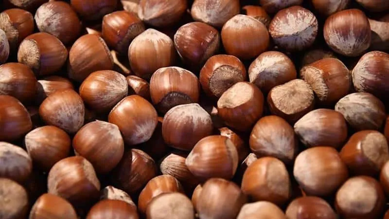 Hazelnuts - Benefits and Risks for Women