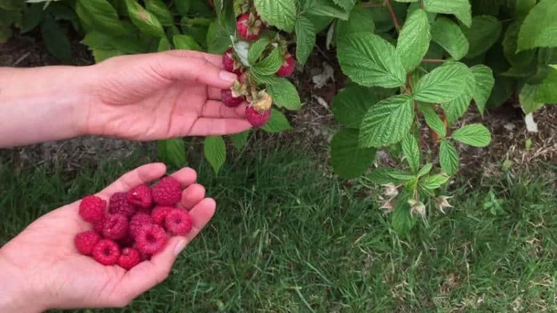 Advantages and features of early raspberry varieties