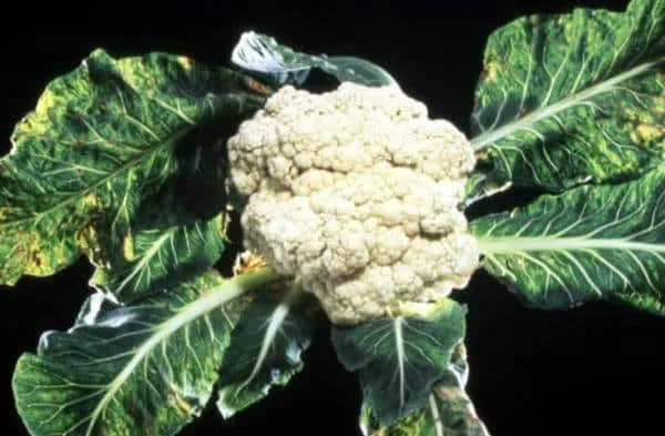 Diseases and pests affecting cauliflower and methods to combat them