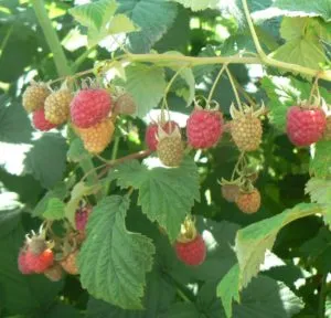 Characteristics and description of the best raspberry varieties