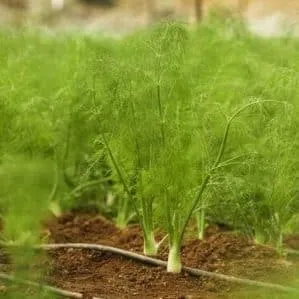 Harvesting dill