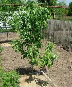 How to propagate pear trees in summer: step-by-step guide and useful tips