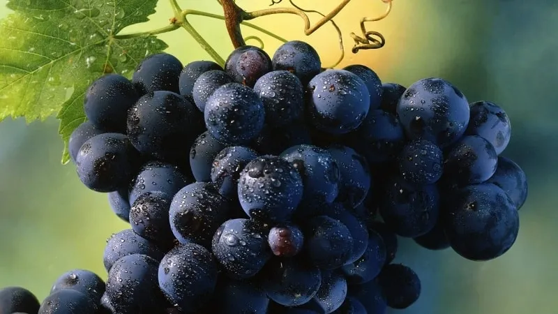 Can you eat grapes during pregnancy in the 1st, 2nd, and 3rd trimesters
