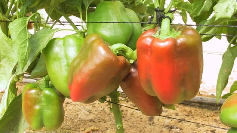 How to properly plant and grow the large red hybrid pepper 'Ombrone'
