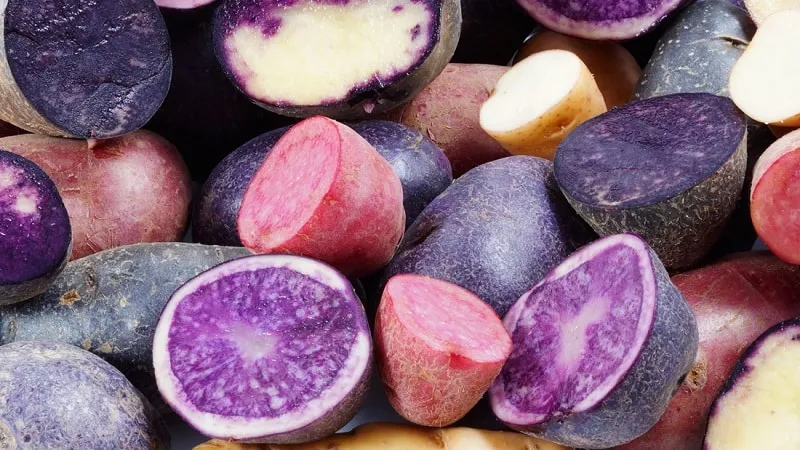 Amazing coloured potatoes: varieties and their health benefits