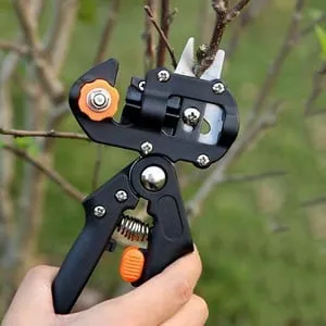 How to properly graft a lemon tree at home